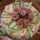 zucca_03 zucca_03