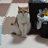 ☆☆猫娘☆☆