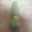 とろりーん