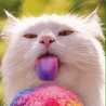 erikitty32 erikitty32