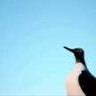 ウミインコ