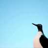 ウミインコ