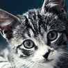 ひろ猫