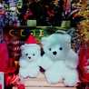 ♡Lisamero♡ ♡Lisamero♡