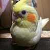 Otosia