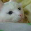 いざよい猫
