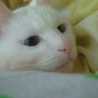 いざよい猫