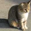miyancat