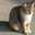 miyancat