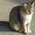 miyancat