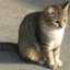 miyancat