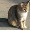 miyancat