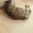 猫ごろりん
