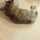 猫ごろりん 猫ごろりん