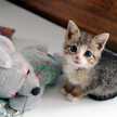 ＭＩＬＵ