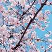 小鳥遊桜