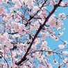 小鳥遊桜 小鳥遊桜