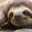 sloth27