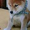 まやぞう☆時短上等