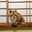 ハルたんこ