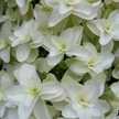 GreenLily