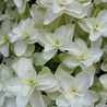 GreenLily