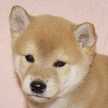 チャロミーコ