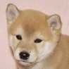チャロミーコ