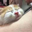 ちいぽんすけ