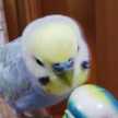 めみる