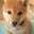 豆柴犬