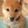 豆柴犬