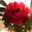 sachi_ktn