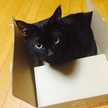 黒猫シャアにゃん