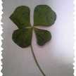 うめみん♪