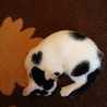 にゃこママ