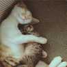ねこ好きのおさる