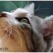 56猫