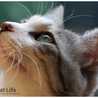 56猫