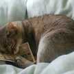 らるっちょ