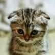 子猫のみぃ♪