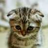 子猫のみぃ♪
