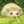 aoixtomo