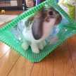 ぱぱトトロ