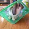 ぱぱトトロ