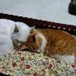 Loveatnyan