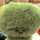 クックチャソ クックチャソ