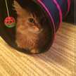 伊達猫