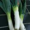 anCot