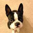 ducy
